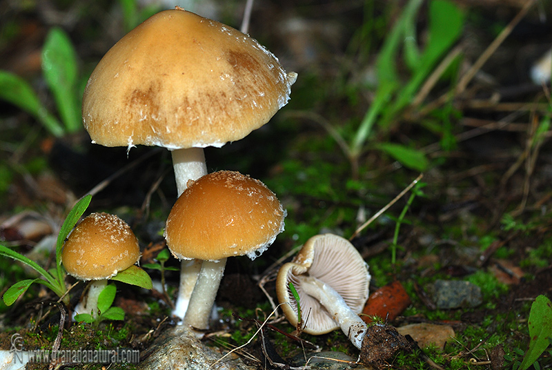 Psathyrella candolleana hábitat. Setas de Granada.