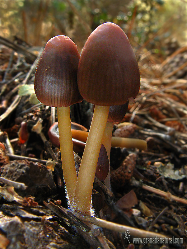 Psathyrella bipellis (Qul.) A.H. Sm. 1946. Hongos de Granada