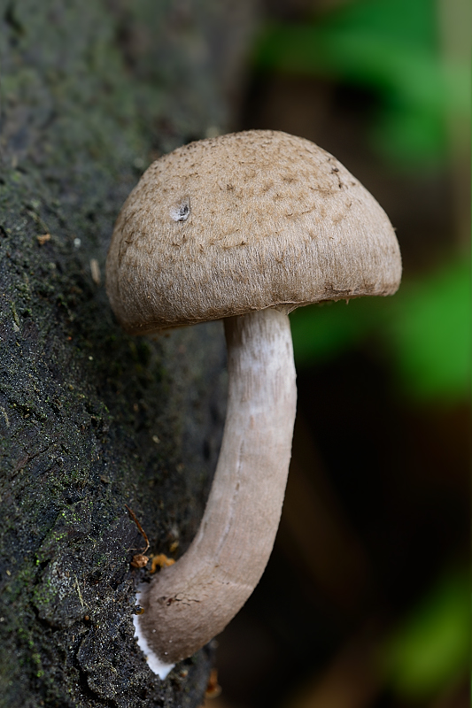 Psathyrella melanthina. Hongos de Granada