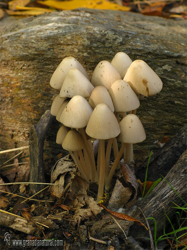 Psathyrella conopilus. Hongos de Granada