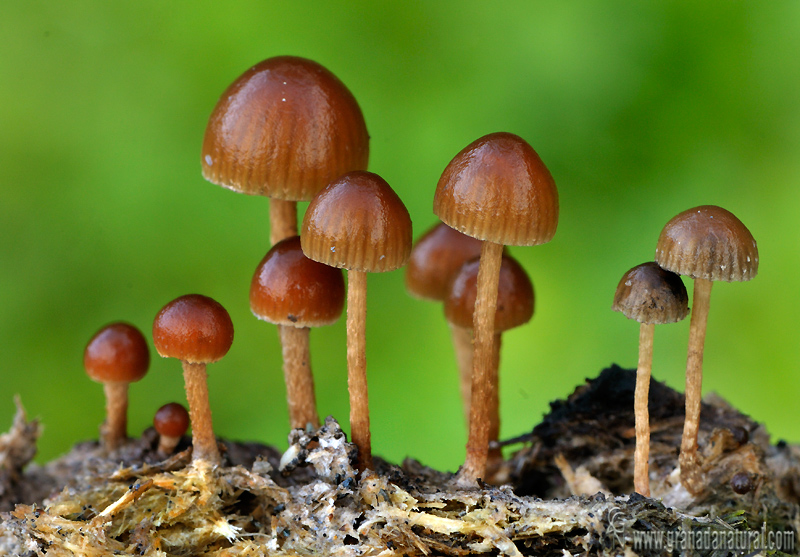 Psilocybe coprophila (Bull.:Fr.)Kummer.Hongos de Granada