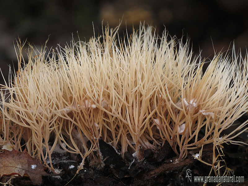 Pterula multifida. Hongos de Granada