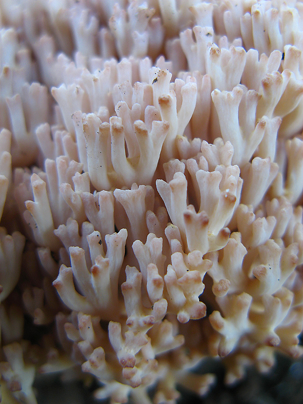 Ramaria botrytis