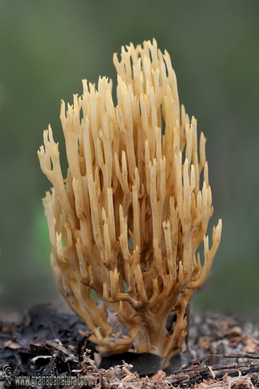 Ramaria eumorpha. Aphyllophorales de Granada