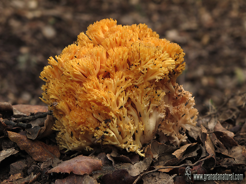 Ramaria flavobrunnescens var.aurea. Hongos de Granada