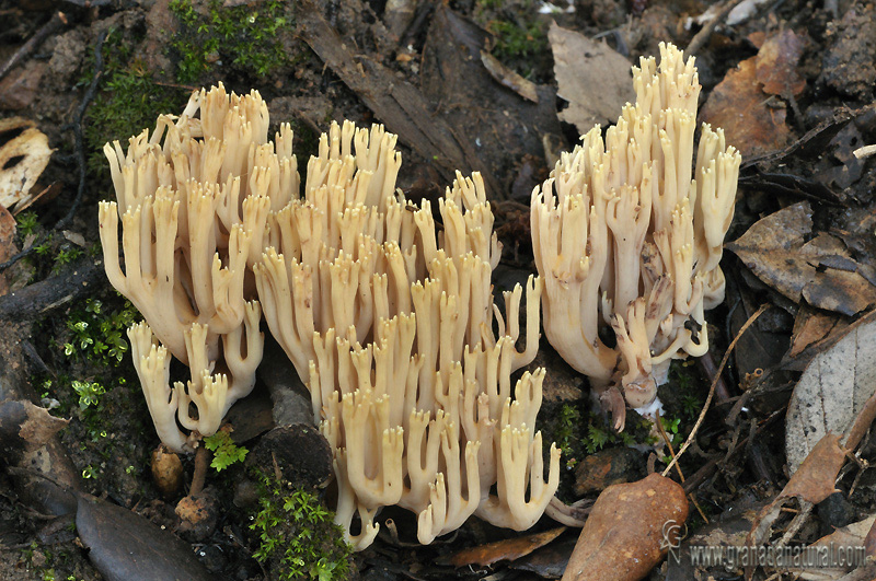 Ramaria stricta