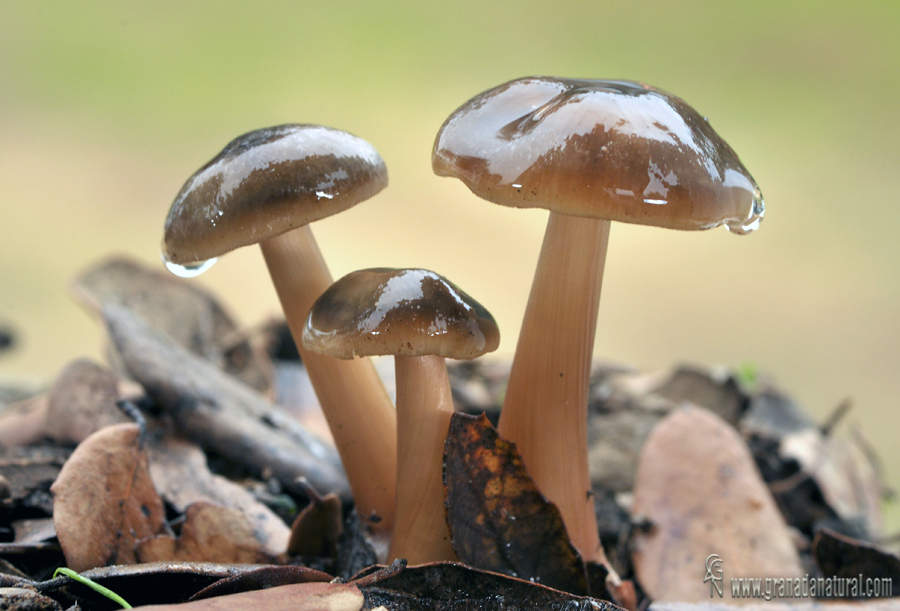 Rhodocollybia butyracea. Hongos de Granada