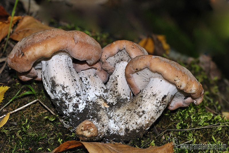 Rhodocybe gemina. Hongos de Granada