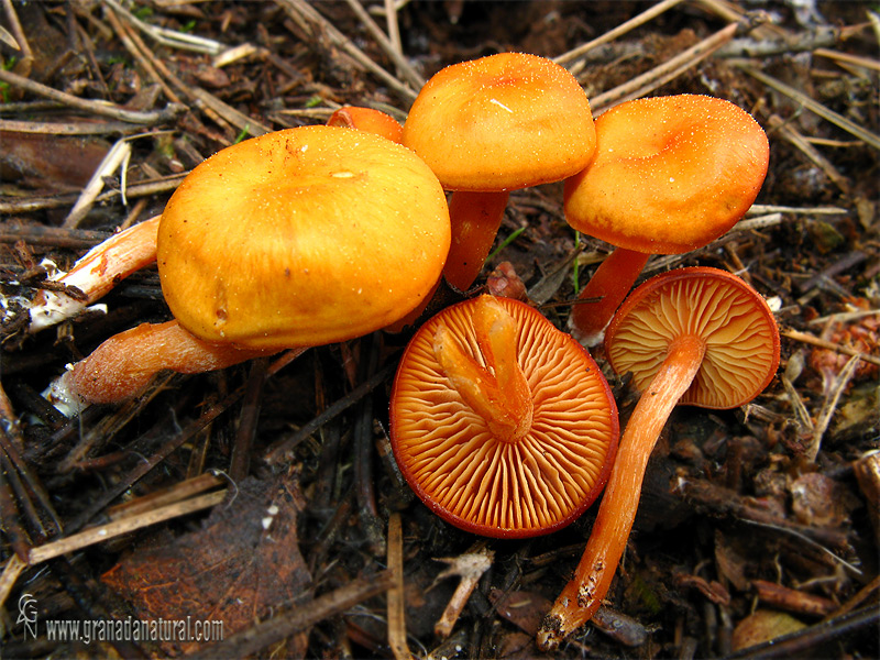 Rhodocybe nitellina (Fr.) Singer 1947. Hongos de Granada