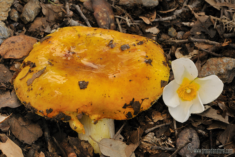 Russula aurea Pers. Hongos de Granada