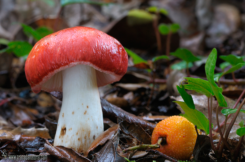 Russula carminipes. Hongos de Granada