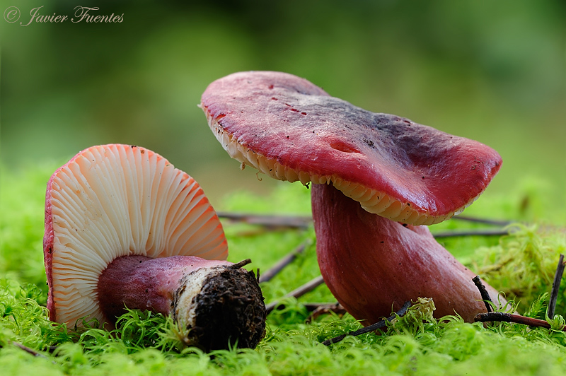 Russula fuscorubra (Bresadola) Singer. Hongos de Granada