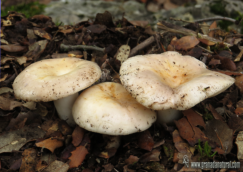 Russula ilicis Romagn., Chevassut & Privat 1972.Hongos de Granada