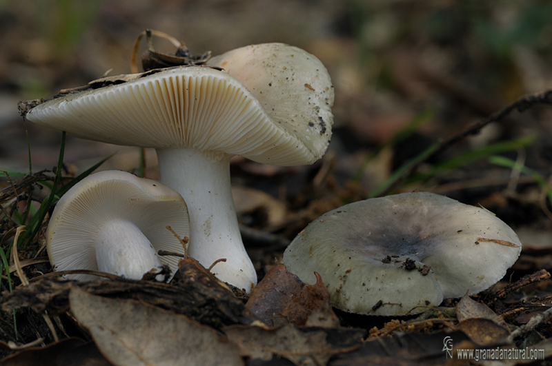 Russula parazurea J.Schaeff.. Hongos de Granada