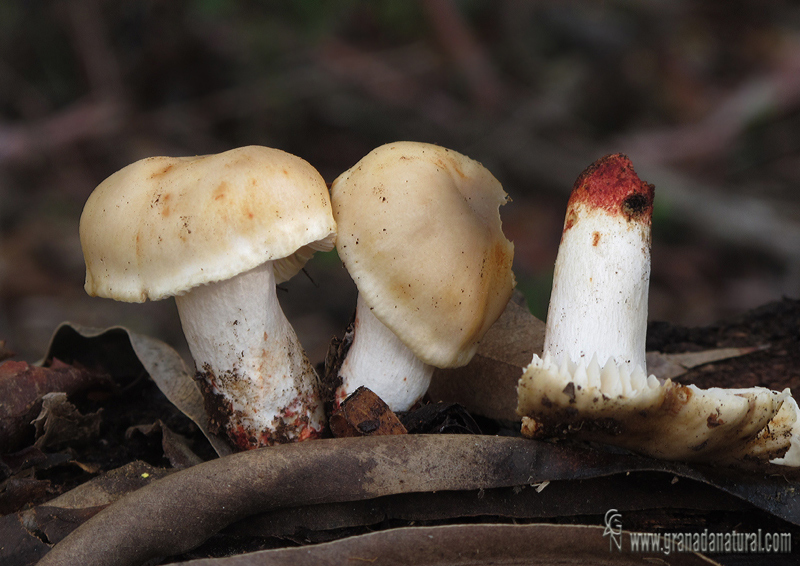 Russula praetervirsa Samari. Hongos de Granada