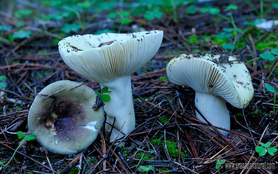 Russula sardonia var. viridis.Hongos de Granada y la Costa