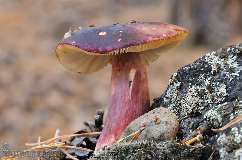 Russula torulosa Bresad