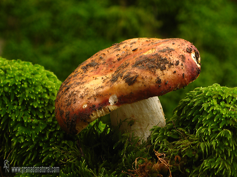 Russula vesca Fries. Hongos de Granada