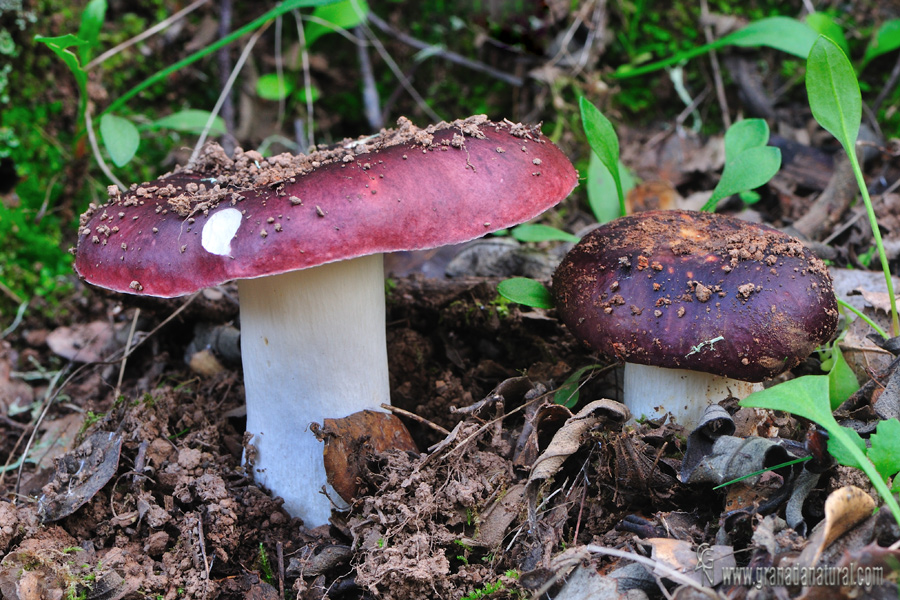 Russula vinosobrunnea. Hongos de Granada