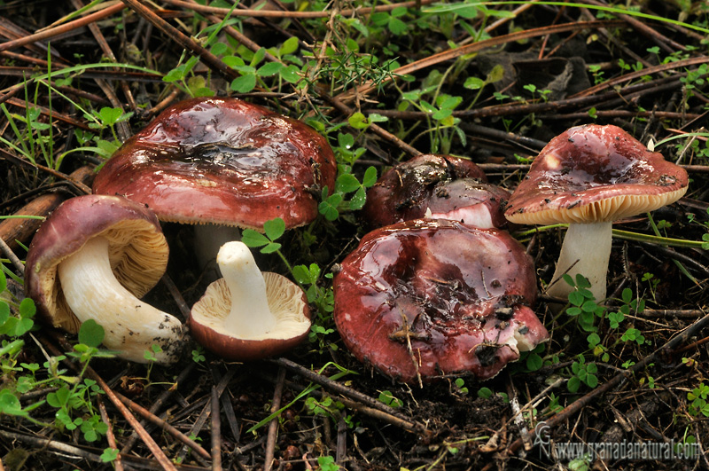 Russula atropurpurea ( Krombholz) Britzelmayer .Hongos de Granada