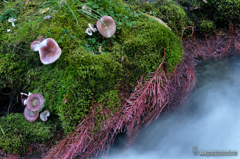 Russula fragilis. Hongos de Granada