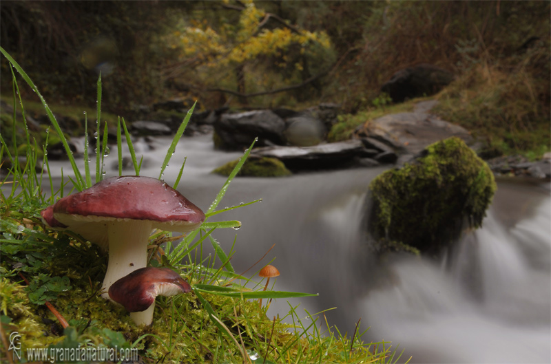 Russula fragilis. Hongos de Granada