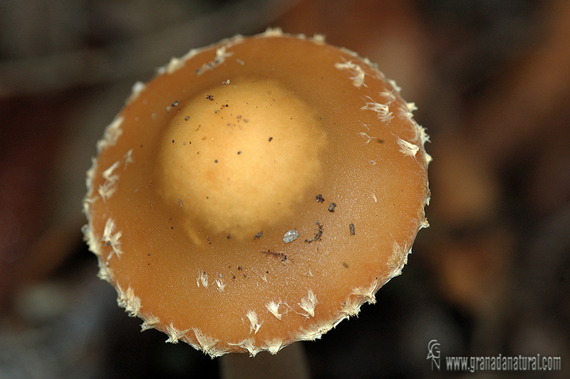 Stropharia squamosa ( sombrero). Hongos de Granada