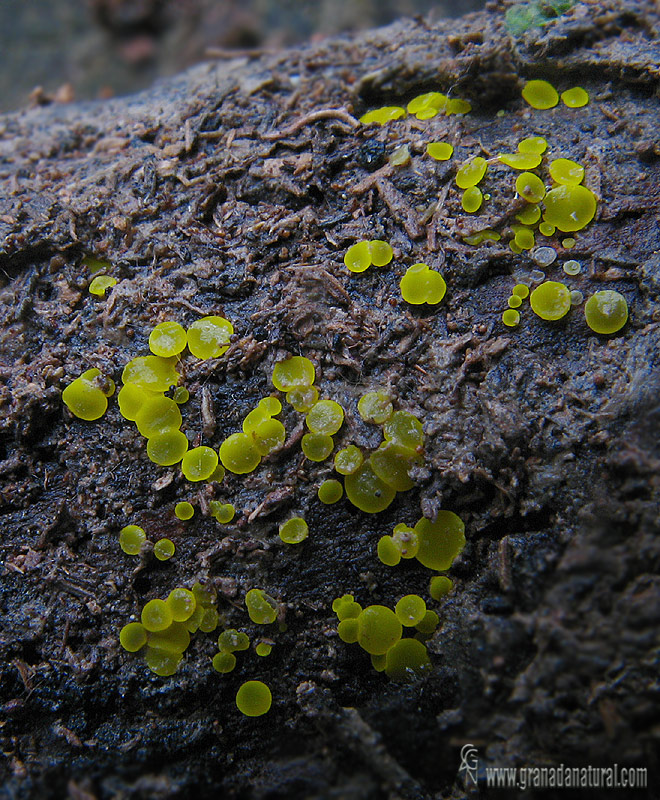 Bisporella sulfurina. Ascomycetes de Granada.