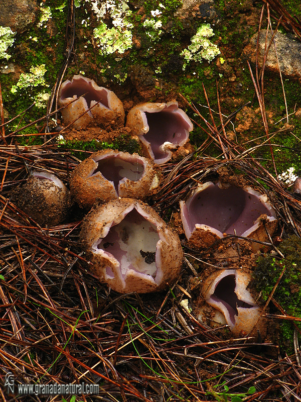 Sarcosphaera coronaria . Ascomycetes de Granada