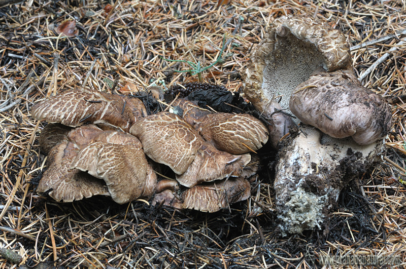 Sarcodon imbricatum . Hongos de Granada