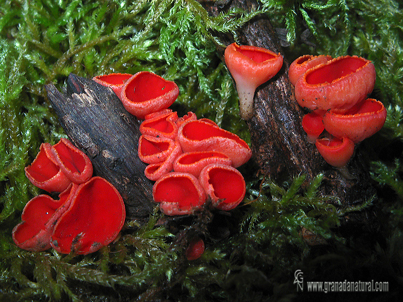 Sarcoscypha coccinea grupo. Hongos de Granada