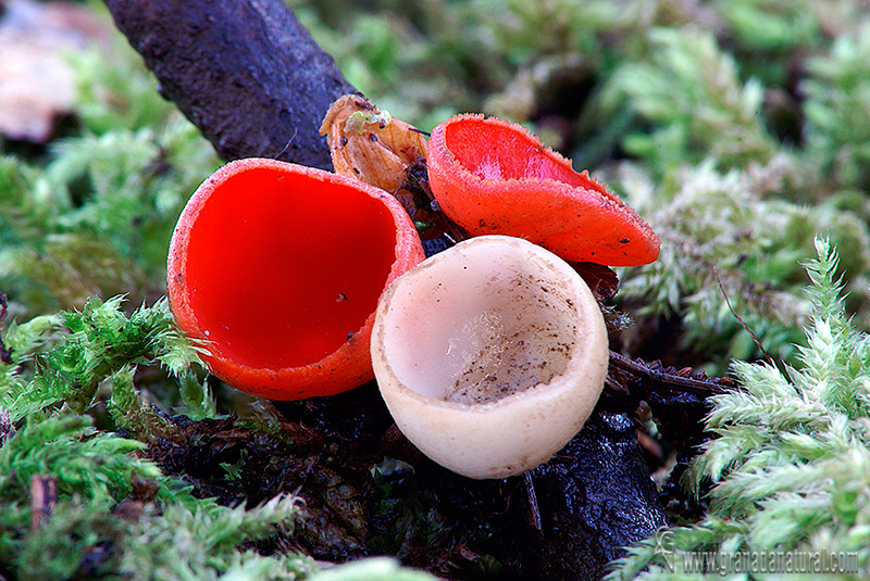 Sarcoscypha coccinea ( forma blanca). Ascomycetes de Granada