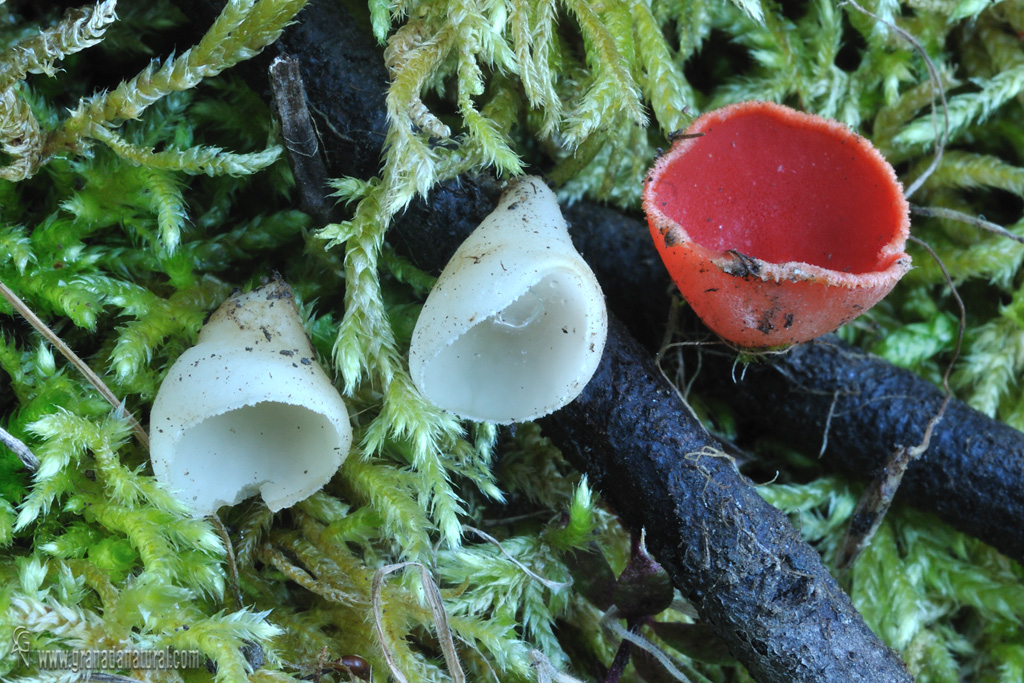 Sarcoscypha coccinea f. lactea (Massee) Chevtzoff.. Ascomycetes de Granada