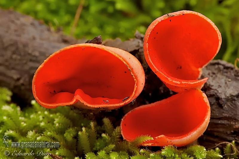 Sarcoscypha coccinea (Fr.)Lamb. Hongos de Granada