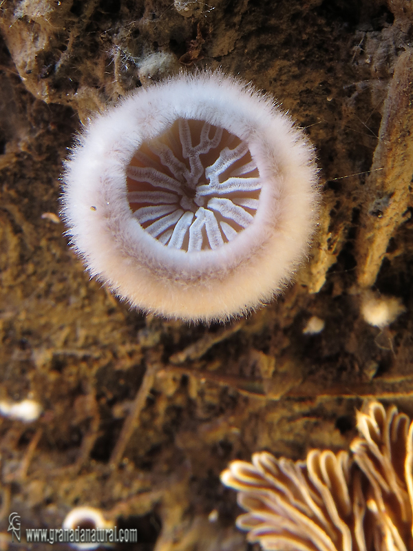 Schizpphyllum commune fase joven. Aphyllophorales de Granada