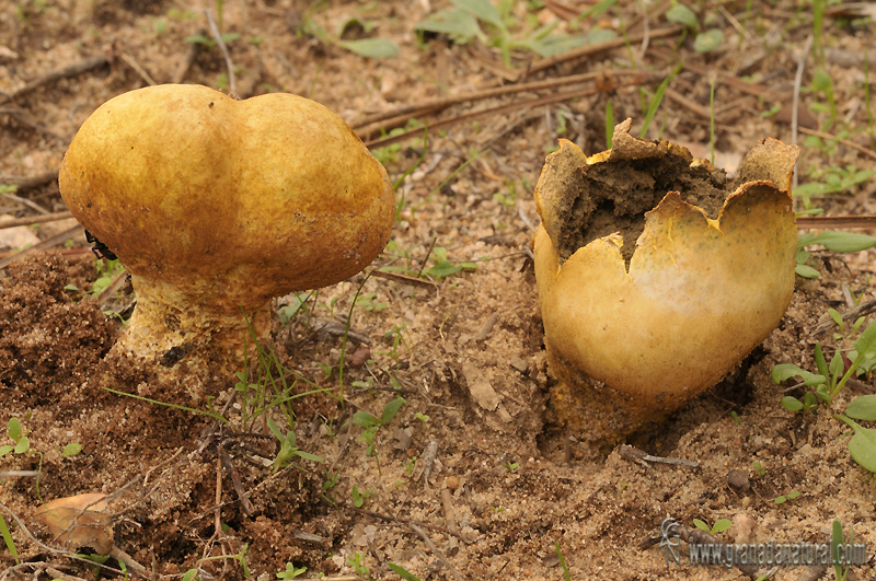 Scleroderma mediterranensis. Hongos de Granada