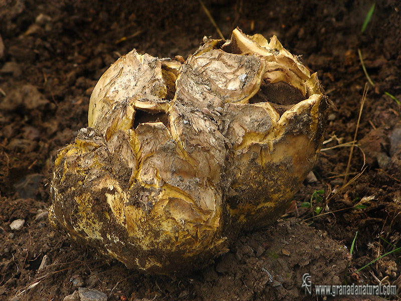 Scleroderma polyrrhizum. Hongos de Granada