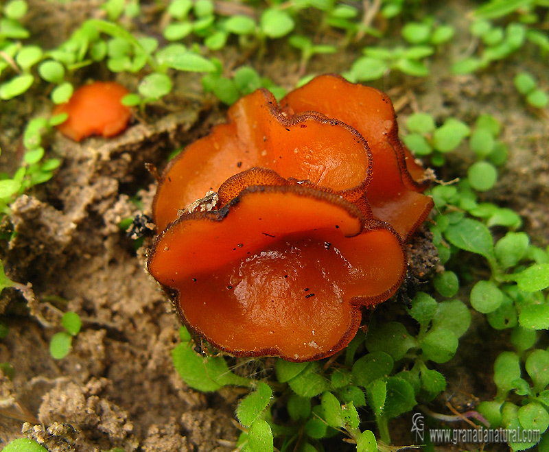 Scutellinia scutellata 1. Ascomycetes de Granada