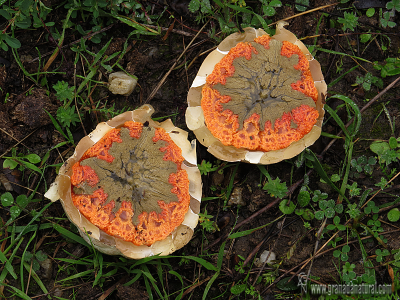 Clathrus ruber corte huevo. Gasteromycetes