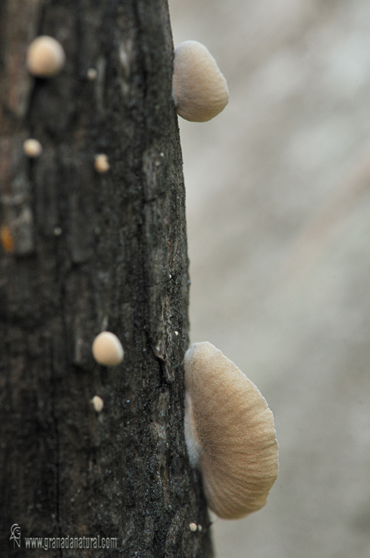 Simocybe haustellaris (Fr.) Watling ( Sombrero). Hongos de Granada