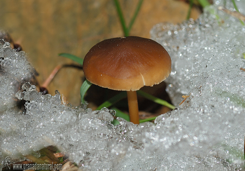 Strobilurus tenacellus