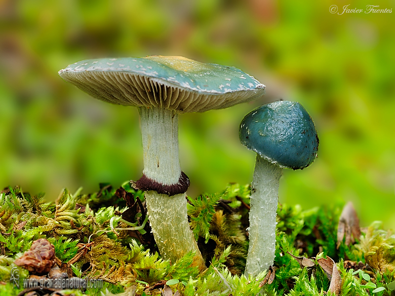 Stropharia aeruginosa. Hongos de granada