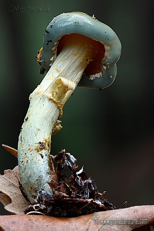 Stropharia aeruginosa. Hongos de Granada