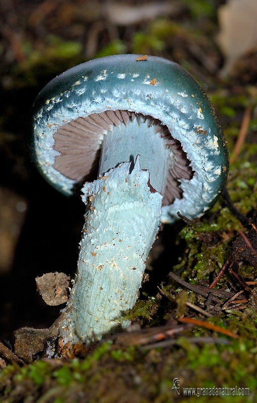 Stropharia aeruginsa. Setas de Granada.