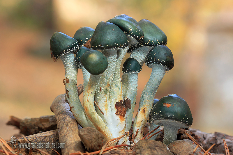 Stropharia aeruginosa. Hongos de Granada. Hongos de Sierra Nevada