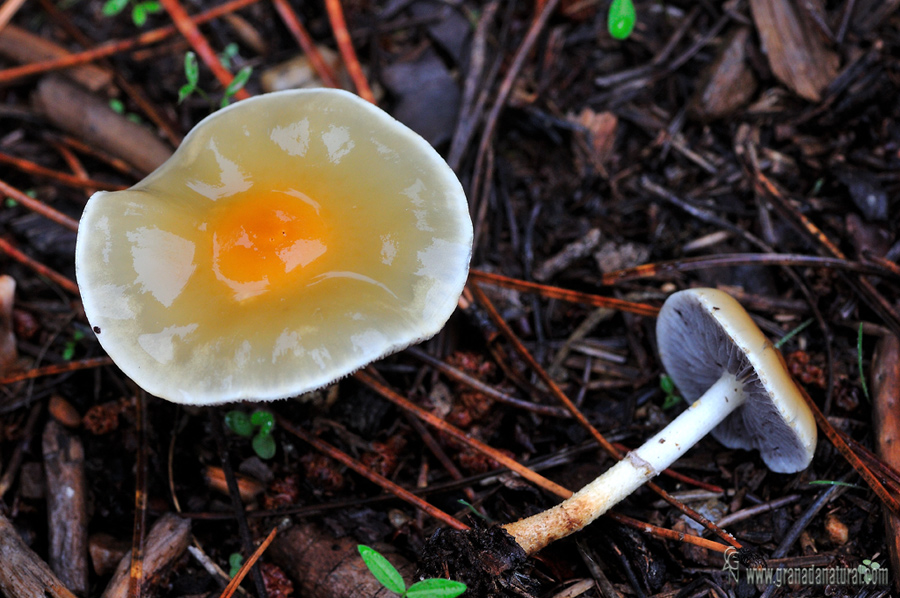 Stropharia coronilla (Bull.:Fr.) Qulet. Hongos de Granada