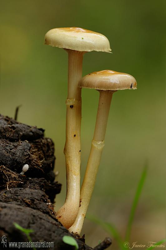 Stropharia semiglobata var. stercoraria. Hongos de Granada