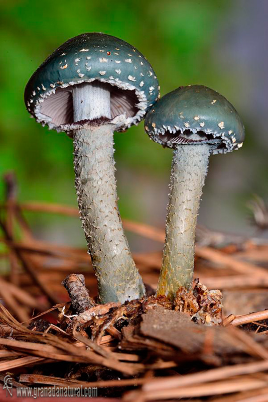 Stropharia aeruginosa ( Curtis:Fr.)Qulet. Hongos de  Granada