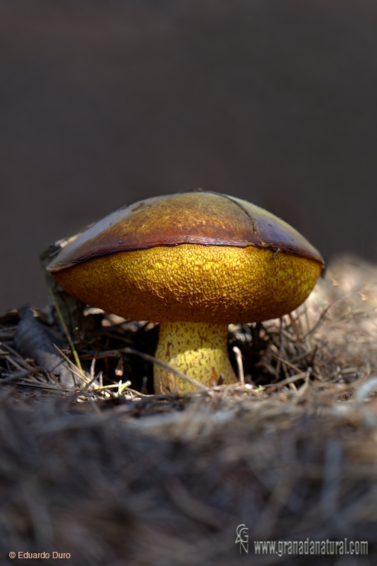 Suillus collinitus himenio.Setas de Granada