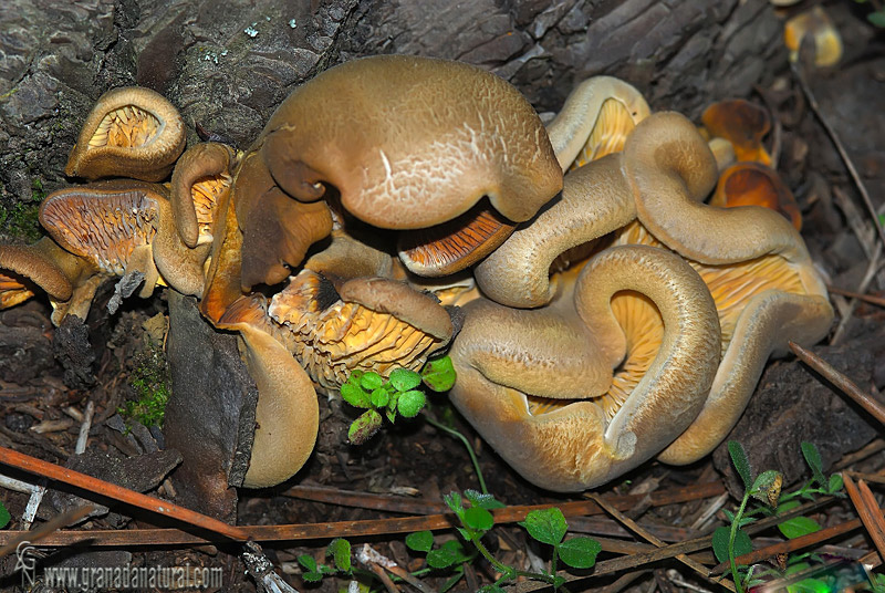 Tapinella panuoides. Setas de Granada.